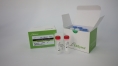 EliZyme FAST Taq (no dNTP)